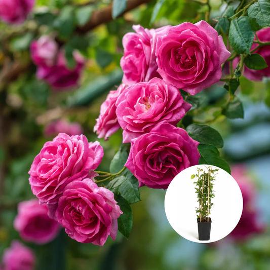 Trandafiri Cataratori Parfumati - Parade - Giveci - Anul 4 - Inaltime la livrare 65-70 cm