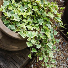 Iedera Ramificata White Wonder Bicolora - Ghiveci P12