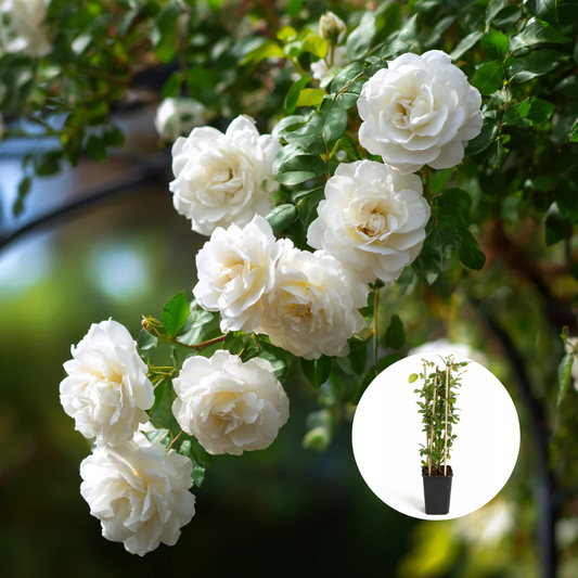 Trandafiri Cataratori Parfumati - Iceberg - Giveci - Anul 4 - Inaltime la livrare 65-70 cm