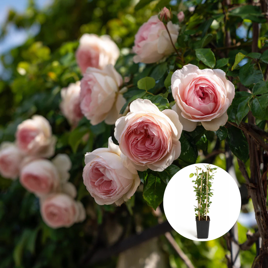 Trandafiri Cataratori Parfumati - Pierre Ronsard - Giveci - Anul 4 - Inaltime la livrare 65-70 cm
