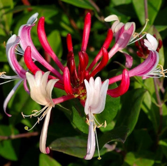 Mâna Maicii Domnului / Caprifoi Lonicera Red World – Ghiveci inaltime la livrare 60 -70 cm