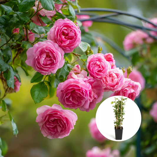 Trandafiri Cataratori Parfumati - Pink Cloud - Giveci - Anul 4 - Inaltime la livrare 65-70 cm