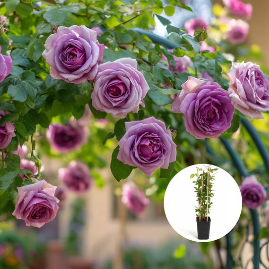 Trandafiri Cataratori Parfumati - Indigoleta - Giveci - Anul 4 - Inaltime la livrare 65-70 cm