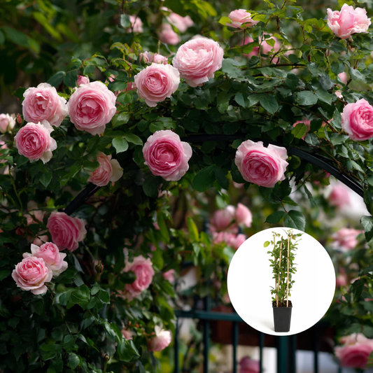 Trandafiri Cataratori Parfumati - Meilland Pierre - Giveci - Anul 4 - Inaltime la livrare 65-70 cm