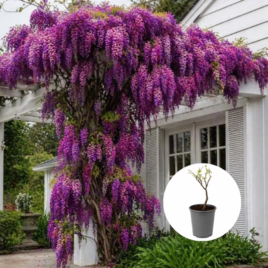 Wisteria - Glicina Fuchsia -  Ghiveci 3L - 40 - 50 cm