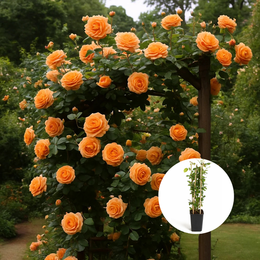 Trandafiri Cataratori Parfumați - Encanto - Giveci - Anul 4 - Inaltime la livrare 65-70 cm