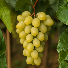 Vita de Vie - Arkadia - Rădăcină Ambalată Anul 2 - Aqua Flowers