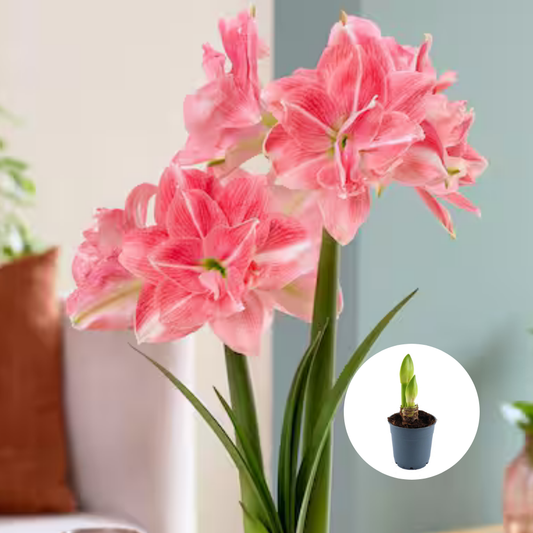 Bulbi Amaryllis Dublu - Pink Nymph – Ghiveci – 1 bulb