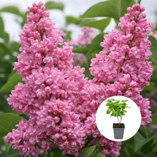 Liliac Roz Dublu Syringa - Ghiveci P9