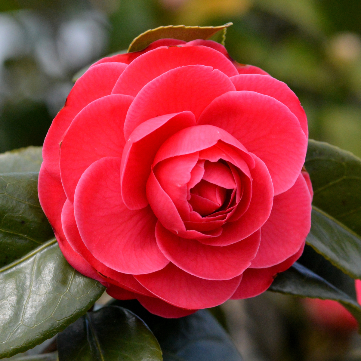 Camelia Japonica Roșu - Double Red - Ghiveci 2L 50 - 60 cm