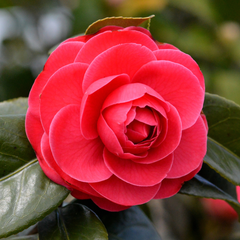 Camelia Japonica Roșu - Double Red - Ghiveci 2L 50 - 60 cm