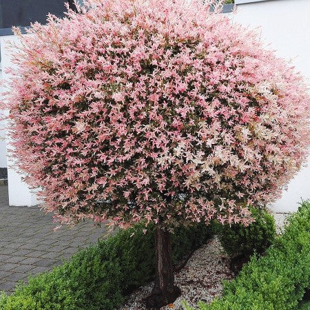 Salcie Japoneză Hakuro Nishiki - Rădăcină Ambalată (160-180 cm) - Aqua Flowers
