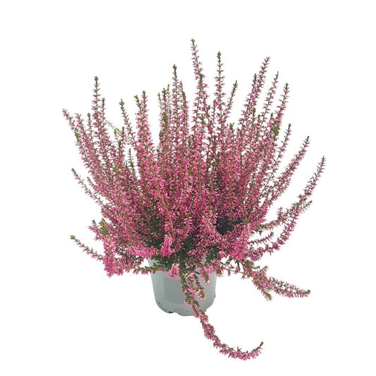 Caluna Vu Pink - Ghiveci - Aqua Flowers