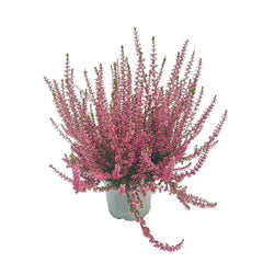 Caluna Vu Pink - Ghiveci - Aqua Flowers