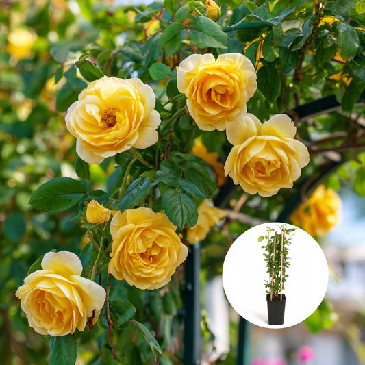 Trandafiri Cataratori Parfumati - Golden Showers - Giveci - Anul 4 - Inaltime la livrare 65-70 cm