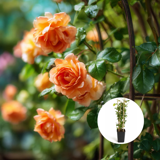 Trandafiri Cataratori Parfumati - La Villa Cotta - Giveci - Anul 4 - Inaltime la livrare 65-70 cm