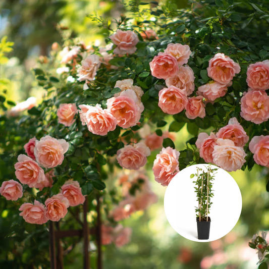 Trandafiri Cataratori Parfumati - Coral Dawn - Giveci - Anul 4 - Inaltime la livrare 65-70 cm