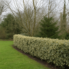 Ilex Aquifolium Argentea – Ghiveci 2L (50–60 cm) – Aqua Flowers