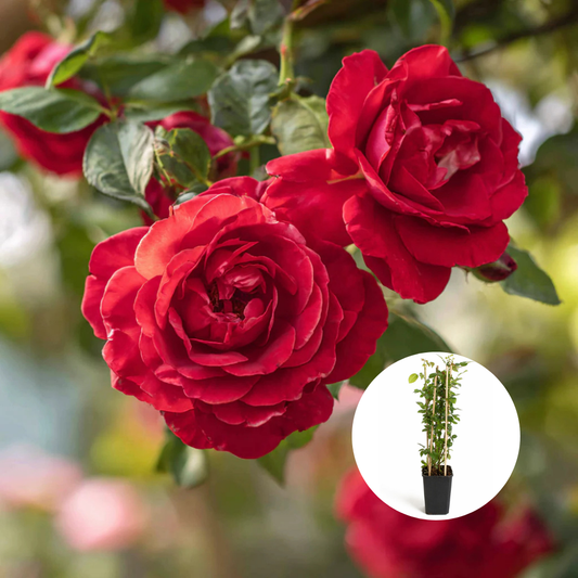 Trandafiri Cataratori Parfumati - Paul’s Scarlet - Giveci - Anul 4 - Inaltime la livrare 65-70 cm