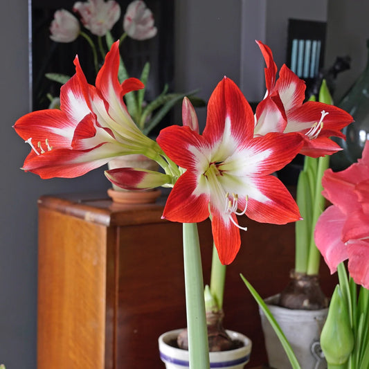 Bulbi Amaryllis - Treasure Chic - 1 bulb