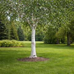 Mesteacan Alb Pur Doorenbos (Betula Utilis)  - Ghiveci 2L - înălțime la livrare- 1m -1m30 cm