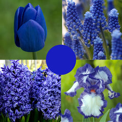 Pachet Primăvară Albastră