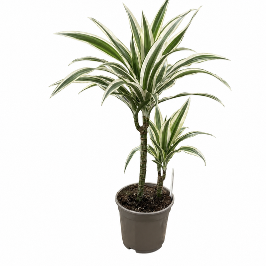 Dracena Warneckii - Plantă de Interior, Frunze Dungate Alb-Verzi-Ghiveci P19