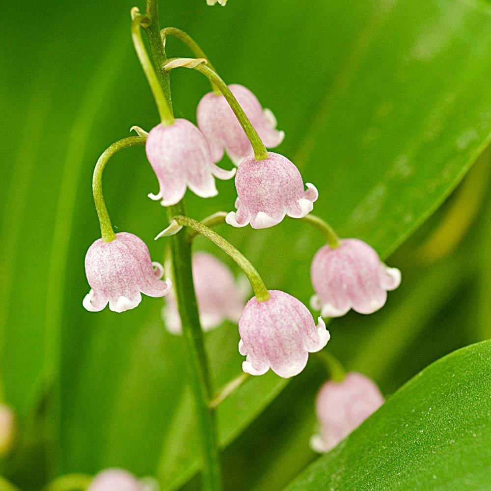 Bulbi Lacramioare Roz - Convallaria majalis Rosea - Pachet 5 Bulb