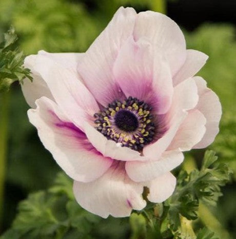 Bulbi Anemone Bicolor Dust Pink - Pachet 10 Bulbi