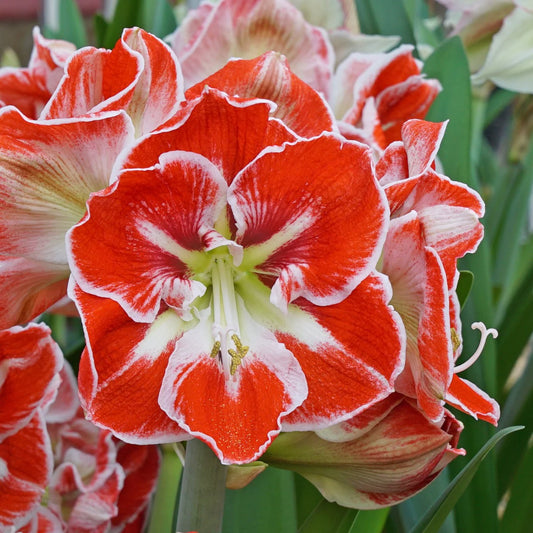 Bulbi Amaryllis - Samba - 1 bulb
