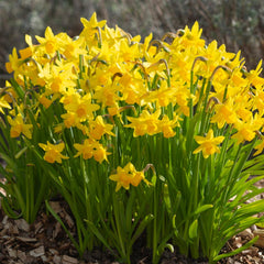 Bulbi de Narcise Tête-à-Tête - Pachet 3 Bulbi, Aqua Flowers