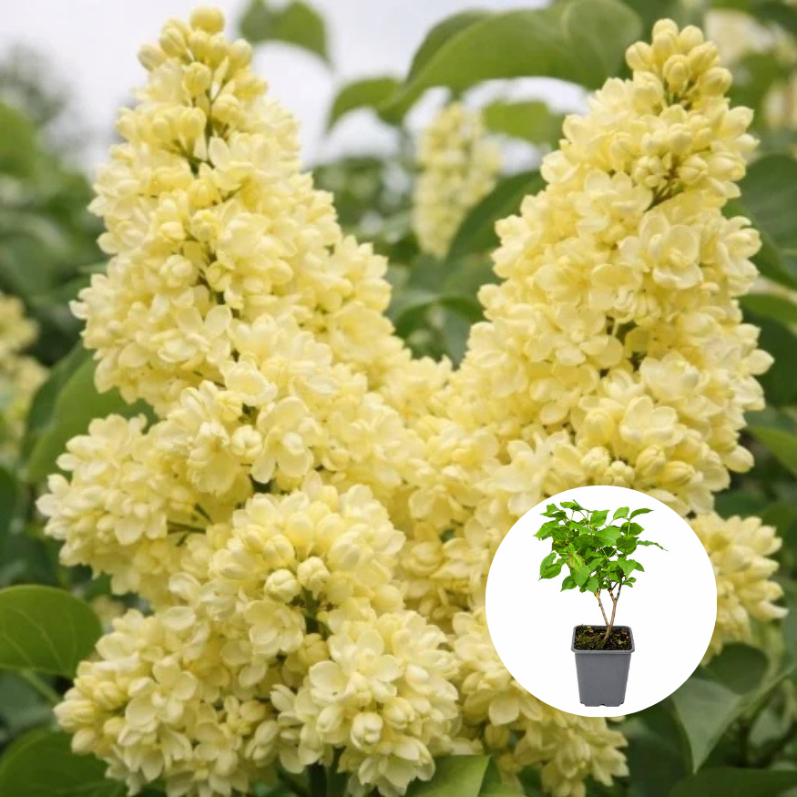 Liliac Galben Dublu Syringa - Ghiveci P9