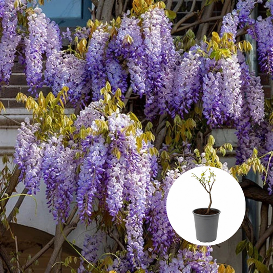 Wisteria - Glicina Mov -  Ghiveci 3L - 40 - 50 cm