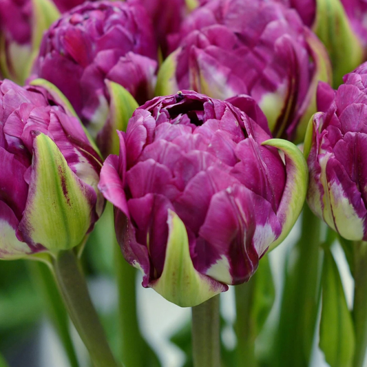 Bulbi Lalele Double Negrita - Pachet 5 Bulbi - Aqua Flowers