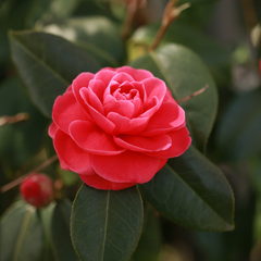 Camelia Japonica Roșu - Double Red - Ghiveci 2L 50 - 60 cm
