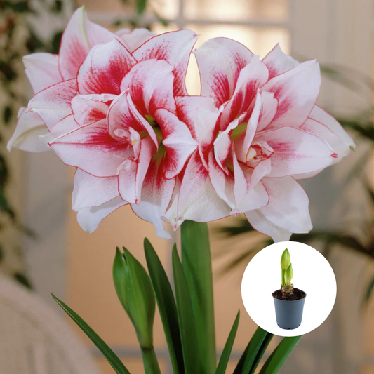 Bulbi Amaryllis Dublu - Elvas – Ghiveci – 1 bulb
