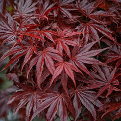 Artar Japonez  Acer Atropurpureum Rosu - Ghiveci - inaltime la livrare 30 - 40 cm