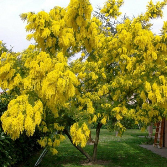 Salcam Argintiu Acacia Mimosa  - Ghiveci - Inaltime 70-80 cm