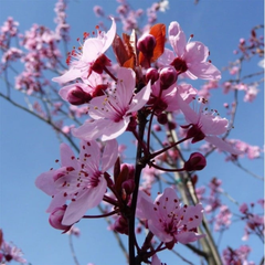 Prunus Nigra - Rădăcină Ambalată (180 cm) - Aqua Flowers