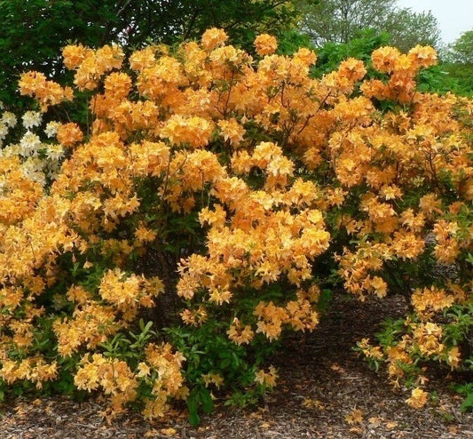 Rhododendron - Golden Fire - Ghiveci 2L inaltime la ;livrare 50 - 60 cm