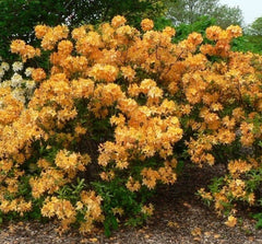 Rhododendron - Golden Fire - Ghiveci 2L inaltime la ;livrare 50 - 60 cm
