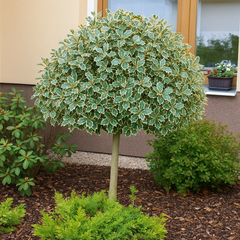 Ilex Aquifolium Argentea – Ghiveci 2L (50–60 cm) – Aqua Flowers
