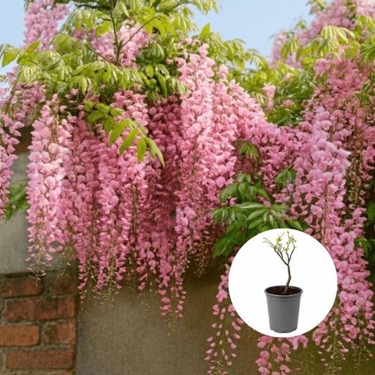 Wisteria - Glicina - Pink Sinensis - Ghiveci 3L - 40 - 50 cm