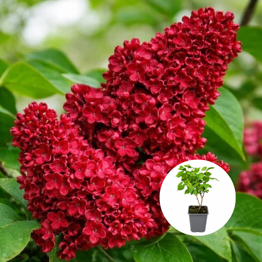 Liliac Rosu Dublu Syringa - Ghiveci P9