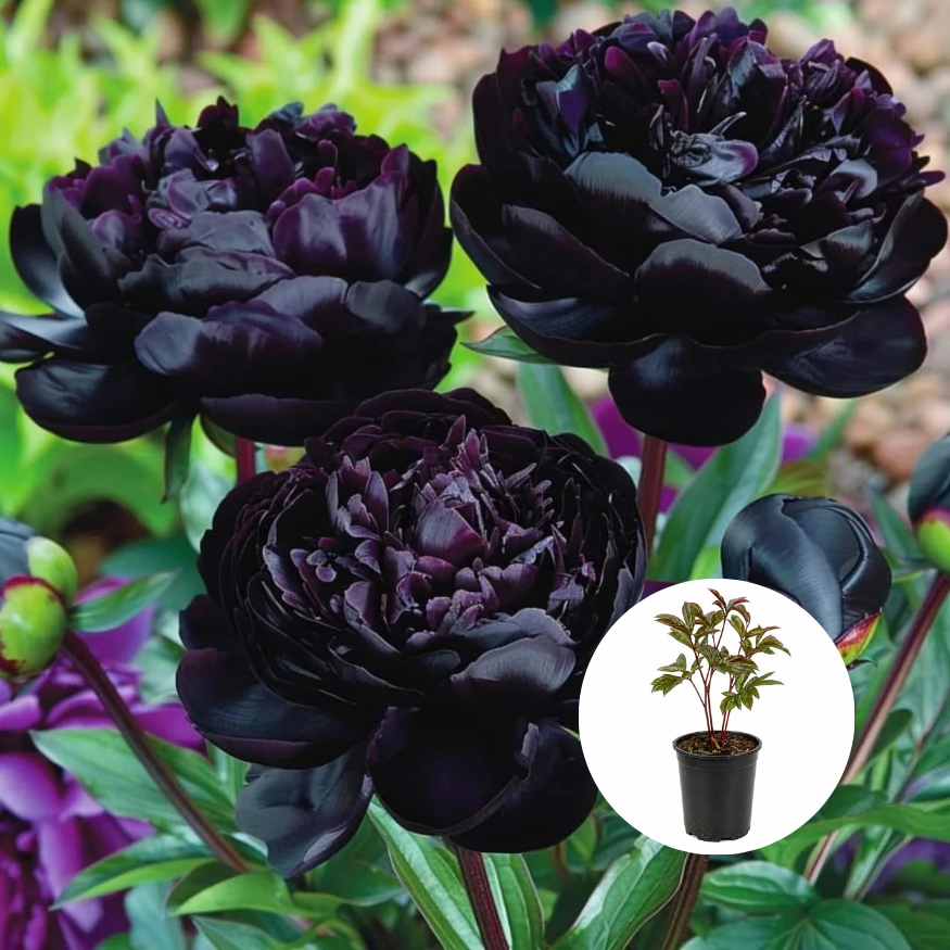 Bujor - Black Beauty - Ghiveci