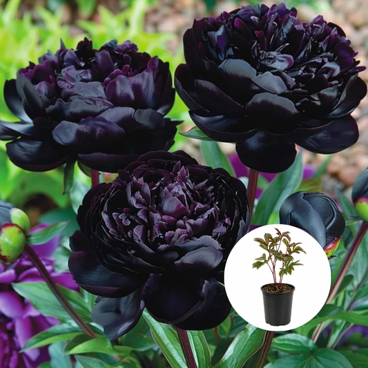 Bujor - Black Beauty - Ghiveci