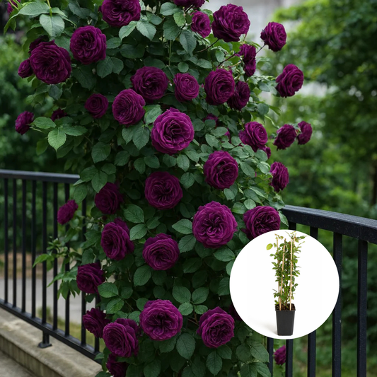 Trandafiri Cataratori Parfumați - Violete - Giveci - Anul 4 - Inaltime la livrare 65-70 cm