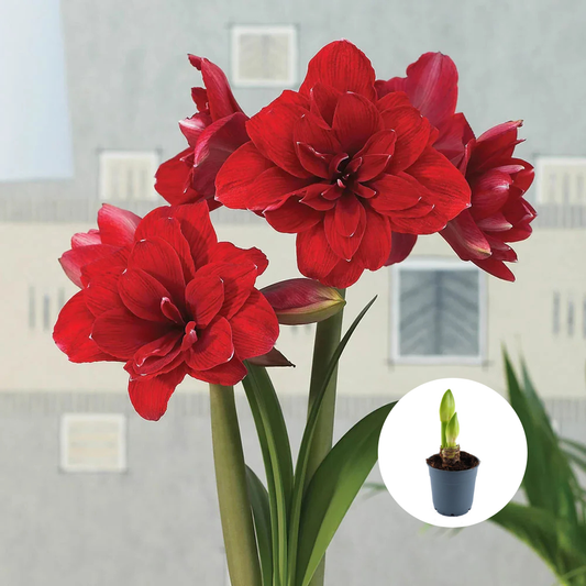 Bulbi Amaryllis Dublu - Double Dragon – Ghiveci – 1 bulb