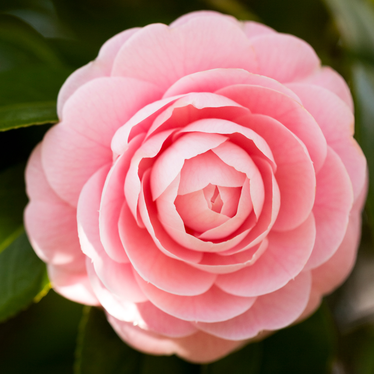 Camelia Japonica Roz - Double Pink - Ghiveci 2L 50 - 60 cm