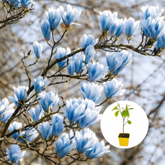 Magnolia Blue Opal - Ghiveci P9 - H 30 - 40 cm